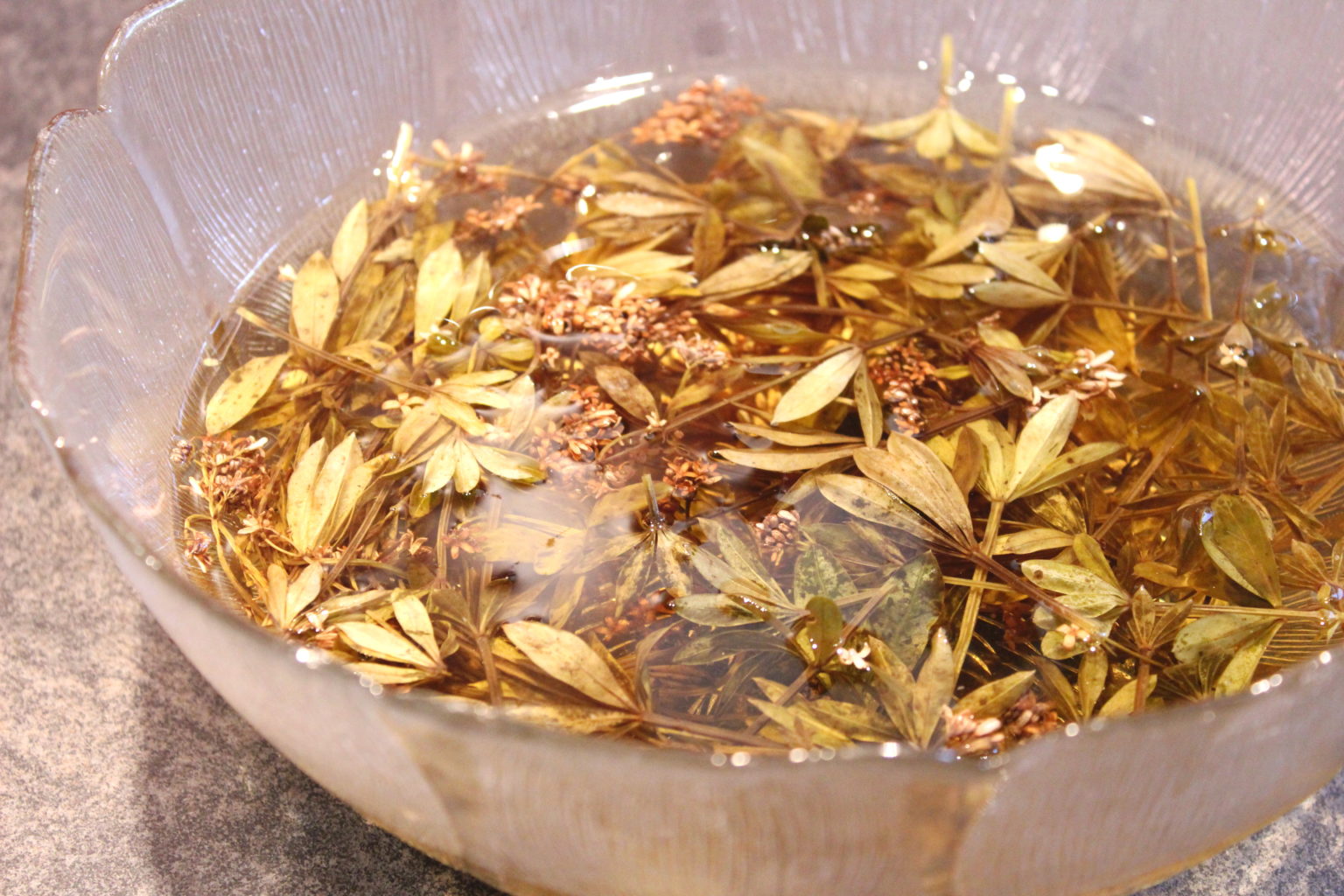 Vin d’aspérule (Mai bowle ou Waldmeister) – Eva Cuisine